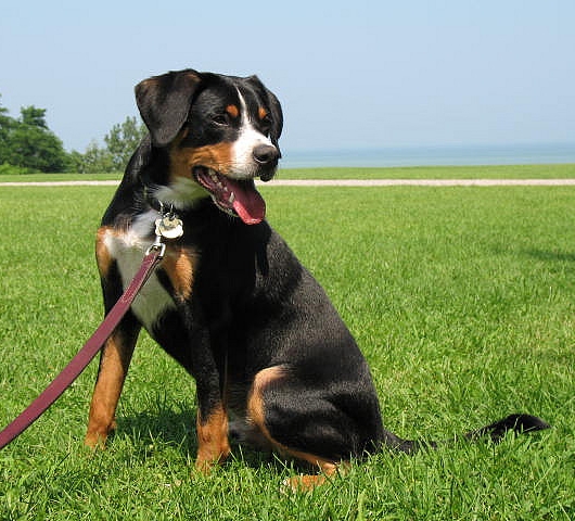 Энтлебухер зенненхунд - порода собаки: фото, описание породы, как выбрать щенка