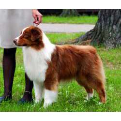 Австралийская овчарка