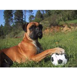 Немецкий боксер