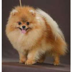 Померанский шпиц (Карликовый шпиц)