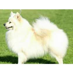 Немецкий шпиц большой