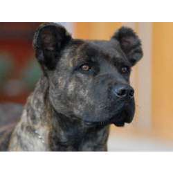 Азорская пастушья собака