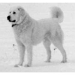 Акбаш (Анатолийская овчарка)