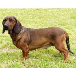 Альпийская таксообразная гончая (Альпийский таксообразный бракк)