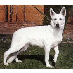 Американская белая овчарка (Белая швейцарская овчарка, белая немецкая)