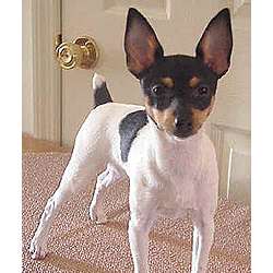 Американский той-терьер (Американский Той Фокстерьер)