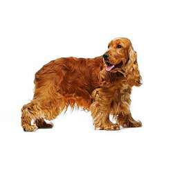 Английский кокер-спаниель