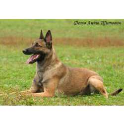 Бельгийский Малинуа (Бельгийская овчарка)