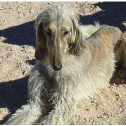 Афганская аборигенная борзая (бакхмуль)