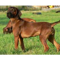 Баварская горная гончая (Баварская Следовая Гончая)