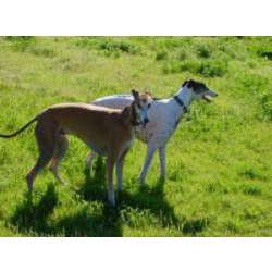 Банджарская борзая