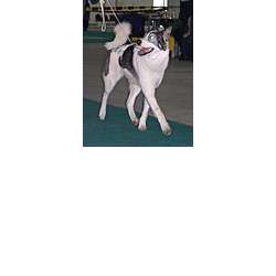 Башкирская лайка