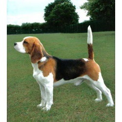 Английский Бигль