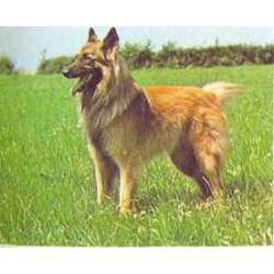 Бельгийский тервюрен