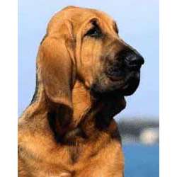 Бладхаунд (Шьен Де Сен Юбер)