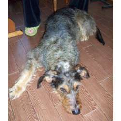 Болгарский барак