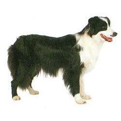 Бордер-колли (Пограничная колли)