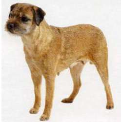 Бордер-терьер