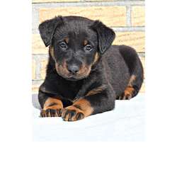 Босерон (Французская Гладкошерстная Овчарка)