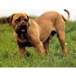Бразильский мастиф (Бразильская фила, Фила Бразилейро)