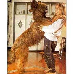 Бриар (Французская Пастушья Овчарка, Французская длинношерстная овчарка)