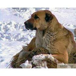 Гампр (Армянский гампр, армянский волкодав)