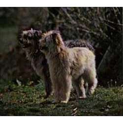 Гладкомордая пиренейская овчарка