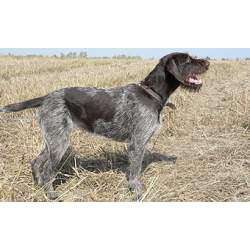 Дратхаар (Немецкая Жесткошерстная Легавая)