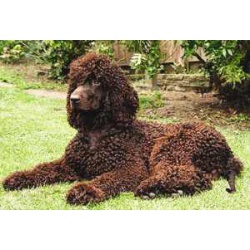 Ирландский водяной спаниель