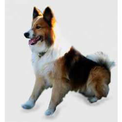 Исландская собака (Исландская Сторожевая, Исландский шпиц)