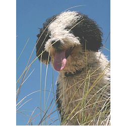 Испанская водяная собака (Перро Де Аква Эспаньол)