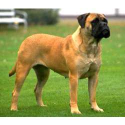 Бульмастиф