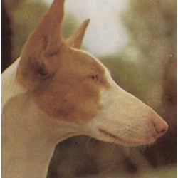 Ивисская собака (Поденгу Ибисенгу, Балеарская Левретка, Ивисская борзая)