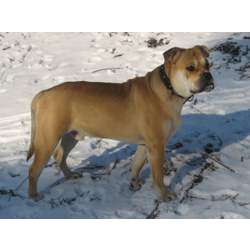 Ка Де Бо (Перро Дого Мальоркин, Мальоркский дог)