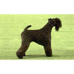 Керри-блю-терьер