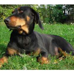 Латвийская гончая