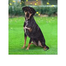 Леопардовая собака катахулы