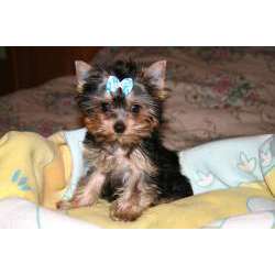 Манчестерский терьер (черно-подпалый терьер)