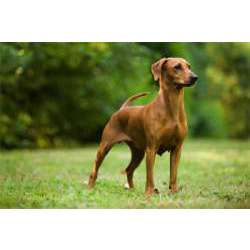 Немецкий пинчер (стандартный пинчер, пинчер)