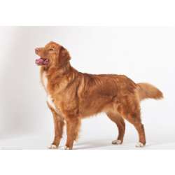 Новошотландский ретривер (Новошотландский Утиный Ретривер, Норвич терьер)