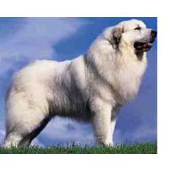 Пиренейская горная собака (большая пиренейская собака)