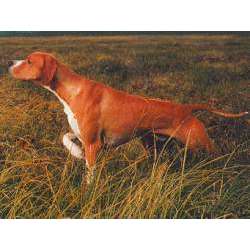 Пойнтер (Английский Пойнтер)