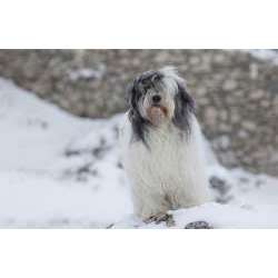 Польская низинная овчарка