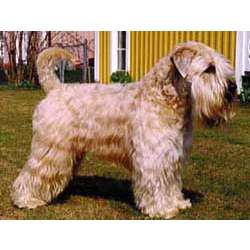 Пшеничный мягкошерстный терьер