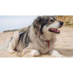 Румынская карпатская овчарка