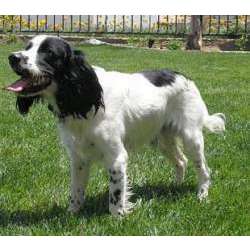 Русский охотничий спаниель