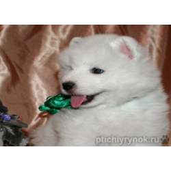 Самоедская собака (самоед, самоедский шпиц)