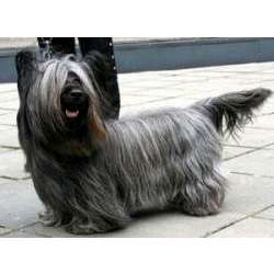 Скай терьер