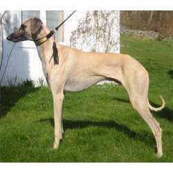 Слугги (Слюги, Арабская Борзая)