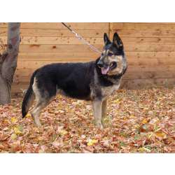 Восточно-европейская овчарка